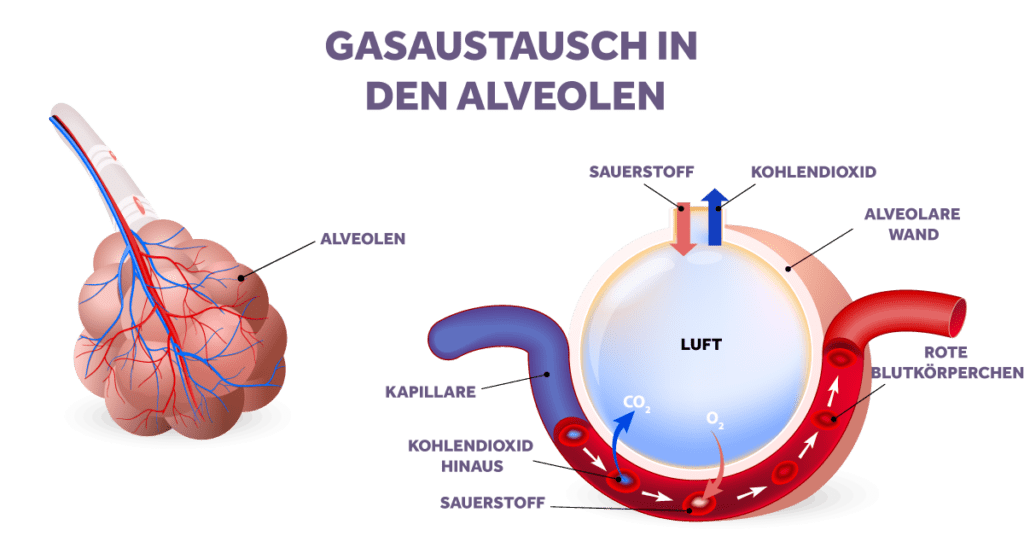 Alveolus Gas Exchange DE Eakin Healthcare
