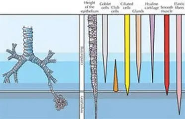 Property of Mucus Eakin Healthcare